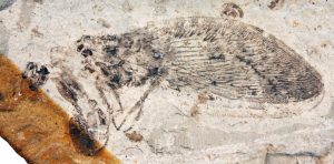 Clavifemora rotundata