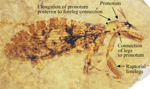 Fossil mantispid