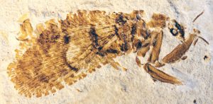 Archaeodrepanicus nuddsi