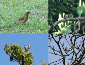 More Los Tuxtlas Birds