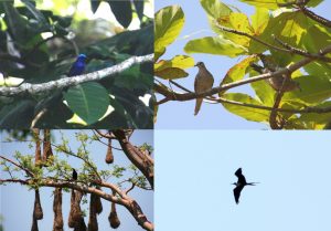 Los Tuxtlas Birds