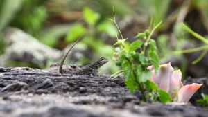 Lizard