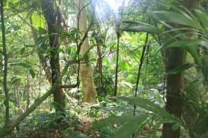 The dense forest