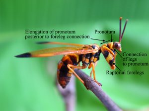 Extant mantispid
