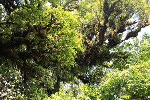 Cloud forest epiphytes in the trees