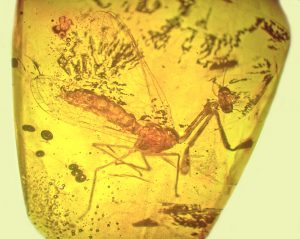 Feroseta prisca