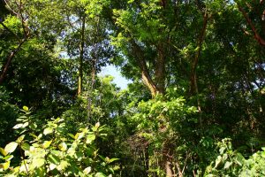 Forest view