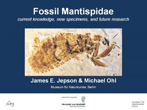 Fossil Mantispidae