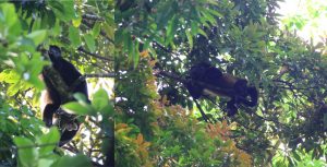 Howler Monkeys
