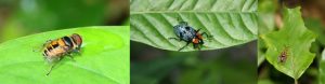 Insects from the cloud forest
