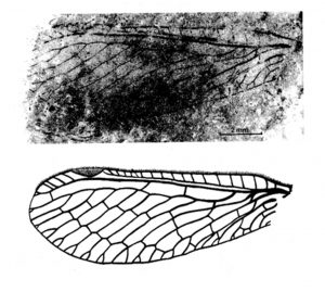Liassochrysa sigmatica