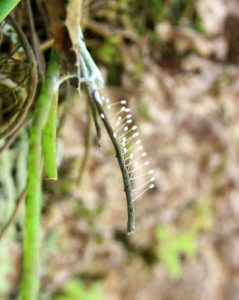 Lacewing Eggs