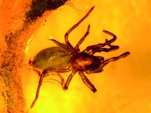 Spider boarding larva