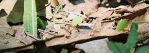 Leaf Cutter Ants