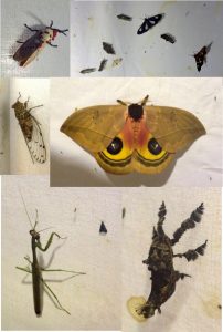 Light trap insects