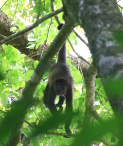 Another Howler Monkey