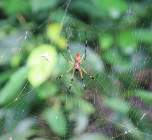 Spider at the field station
