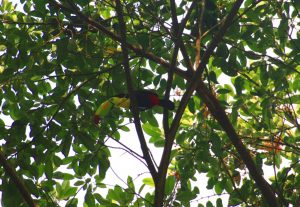 Keel-billed Toucan
