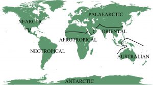Zoogeographical Regions